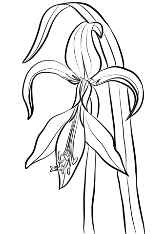 Jacobean Amaryllis Coloring Page